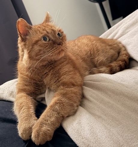 Kat Europese korthaar of huiskat