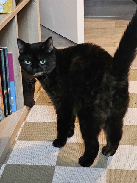 Kat Europese korthaar of huiskat