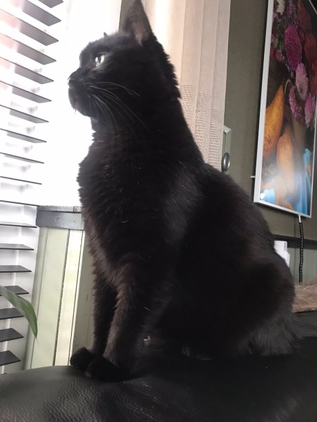 Kat Europese korthaar of huiskat