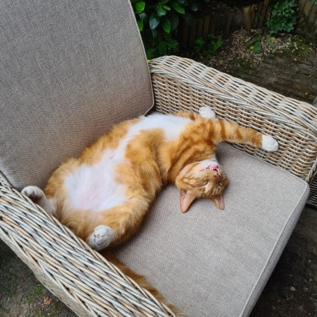 Kat Europese korthaar of huiskat