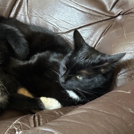 Kat Europese korthaar of huiskat