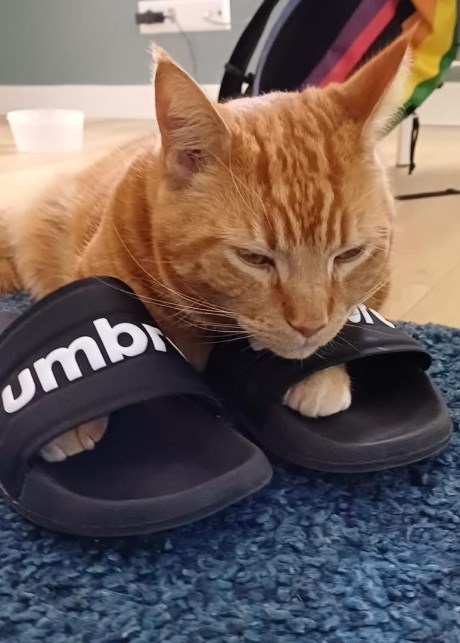 Kat Europese korthaar of huiskat