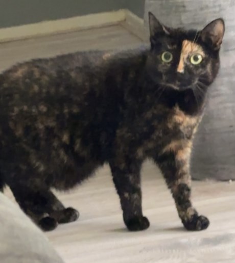 Kat Europese korthaar of huiskat