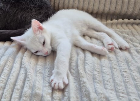 Kat Europese korthaar of huiskat