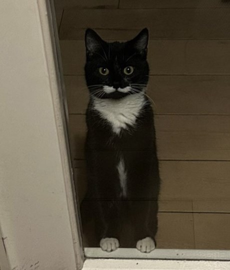 Kat Europese korthaar of huiskat