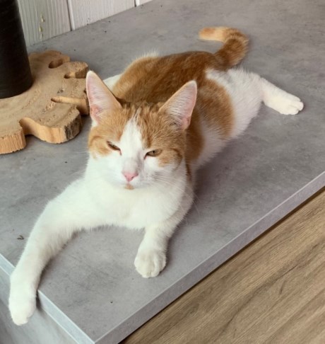 Kat Europese korthaar of huiskat