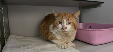 Kat Europese korthaar of huiskat