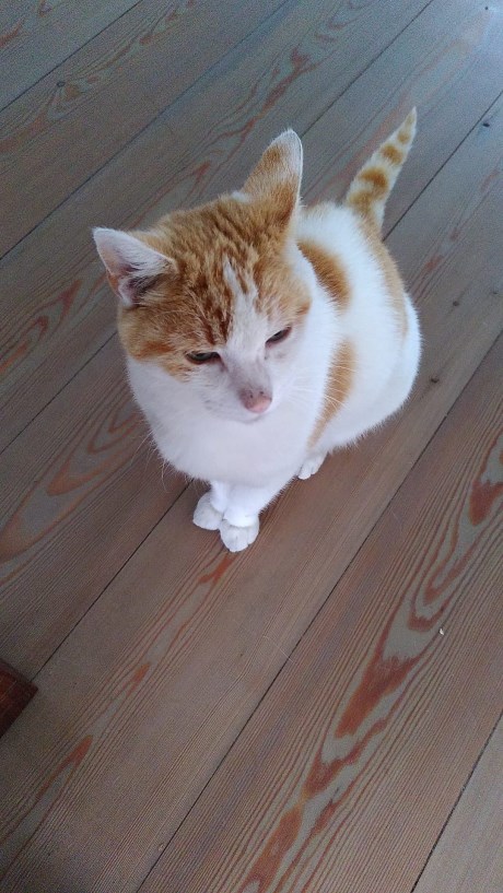 Kat Europese korthaar of huiskat