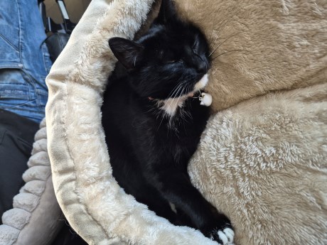 Kat Europese korthaar of huiskat