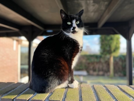 Kat Europese korthaar of huiskat