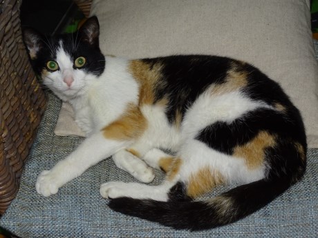 Kat Europese korthaar of huiskat