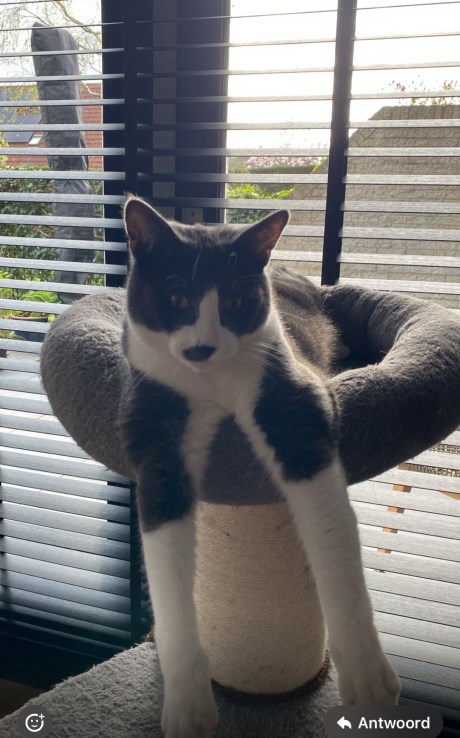 Kat Europese korthaar of huiskat