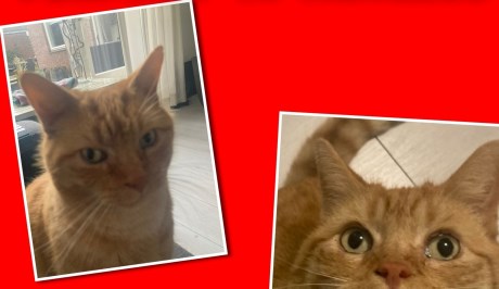 Kat Europese korthaar of huiskat