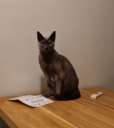 Kat Europese korthaar of huiskat