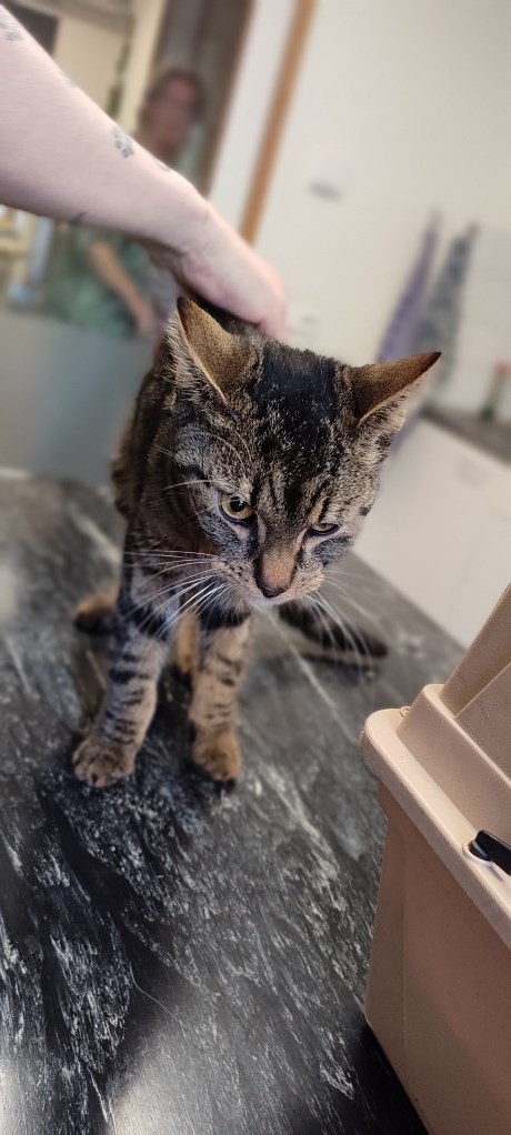 Kat Europese korthaar of huiskat