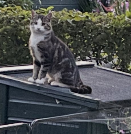 Kat Europese korthaar of huiskat