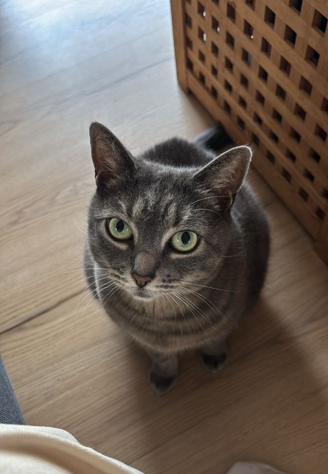 Kat Europese korthaar of huiskat