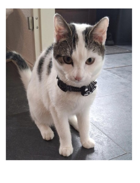 Kat Europese korthaar of huiskat