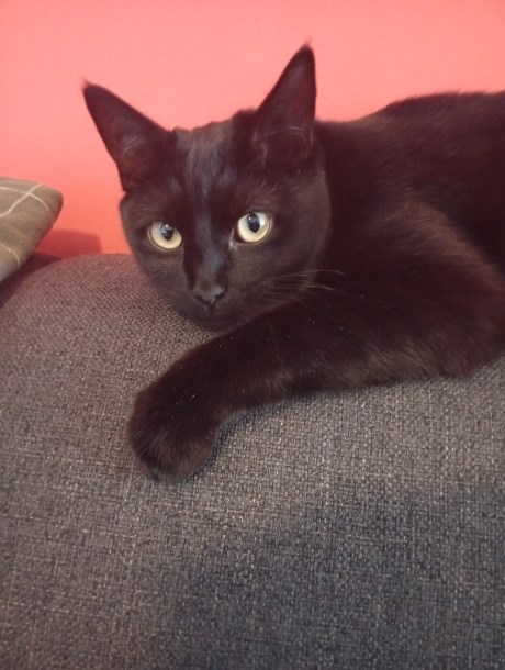 Kat Europese korthaar of huiskat