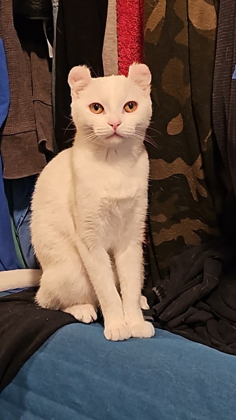 Kat Europese korthaar of huiskat