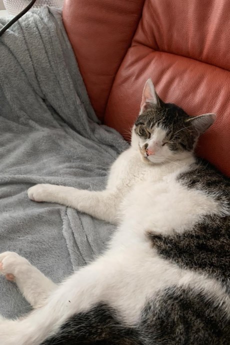 Kat Europese korthaar of huiskat