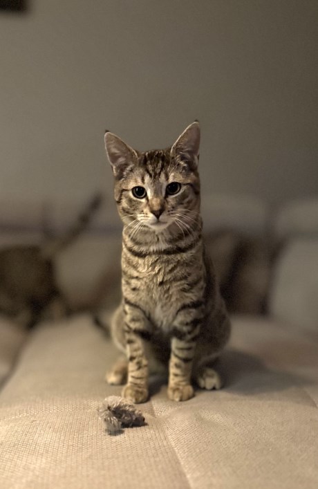 Kat Europese korthaar of huiskat