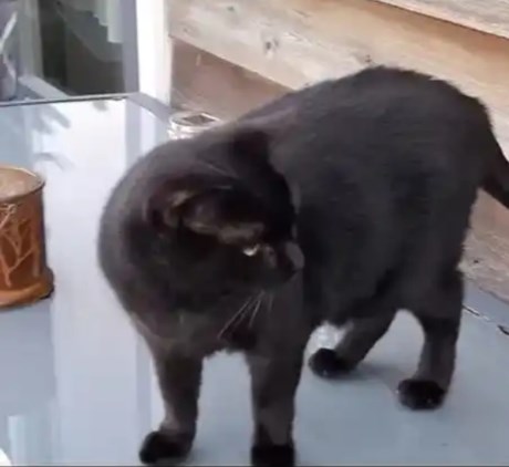 Kat Europese korthaar of huiskat