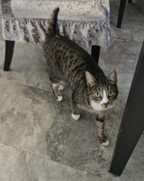 Kat Europese korthaar of huiskat