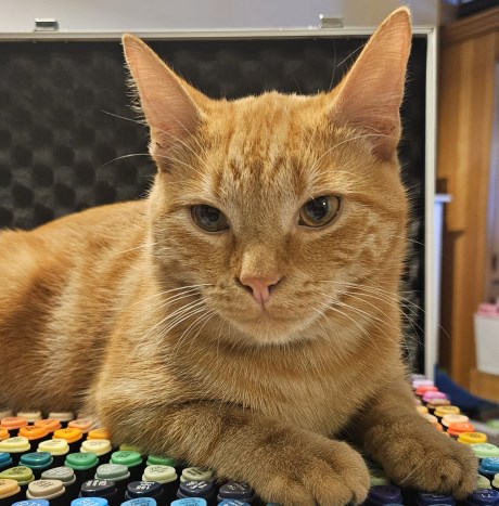 Kat Europese korthaar of huiskat