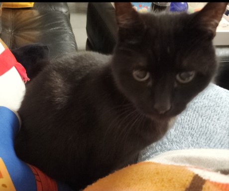 Kat Europese korthaar of huiskat