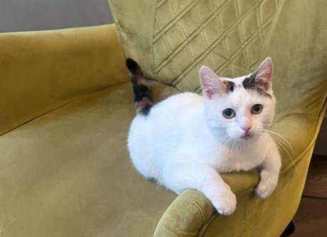 Kat Europese korthaar of huiskat