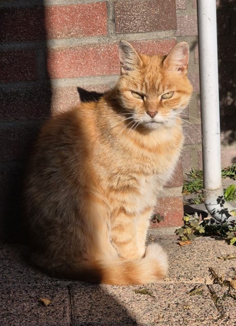 Kat Europese korthaar of huiskat