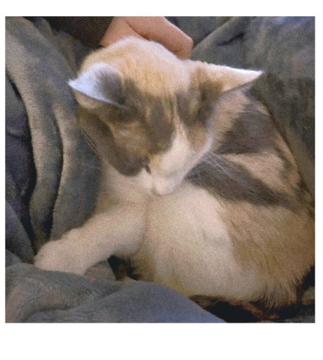 Kat Europese korthaar of huiskat