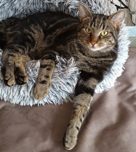 Kat Europese korthaar of huiskat