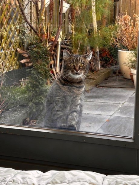 Kat Europese korthaar of huiskat