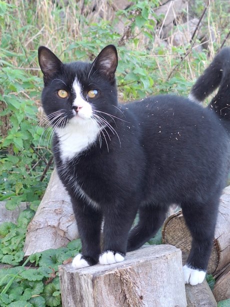 Kat Europese korthaar of huiskat