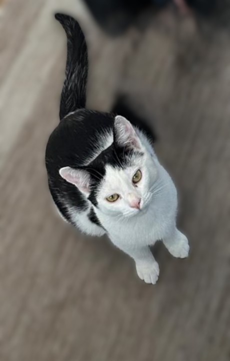 Kat Europese korthaar of huiskat