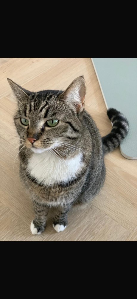 Kat Europese korthaar of huiskat