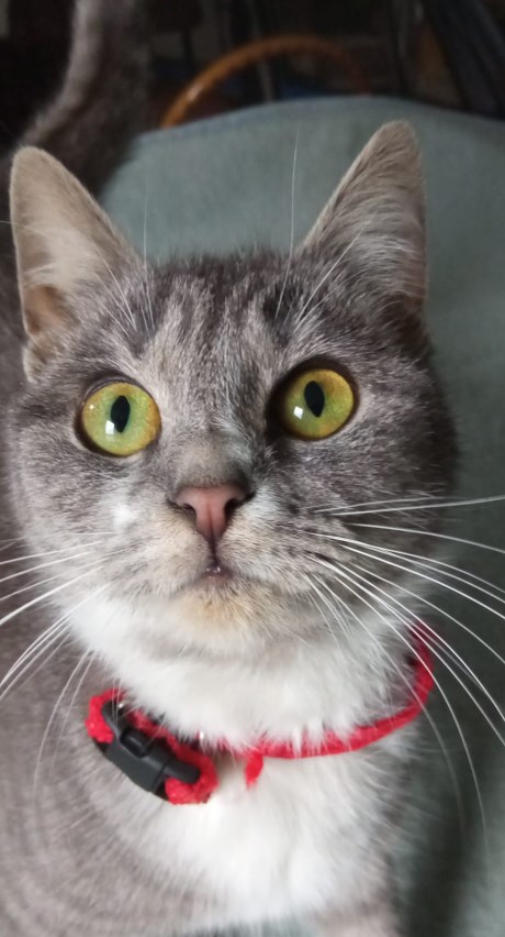 Kat Europese korthaar of huiskat