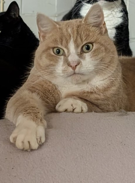 Kat Europese korthaar of huiskat