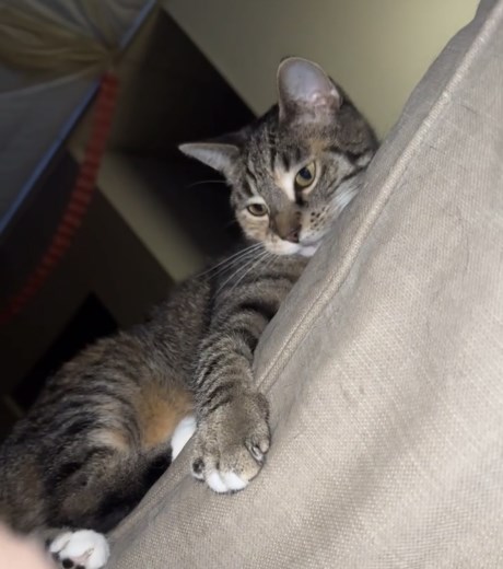 Kat Europese korthaar of huiskat