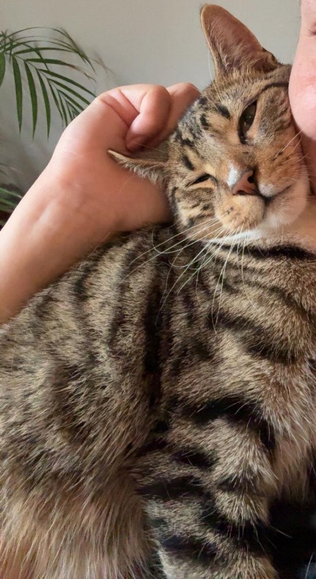 Kat Europese korthaar of huiskat