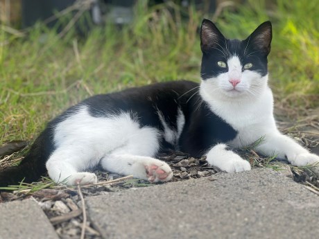 Kat Europese korthaar of huiskat