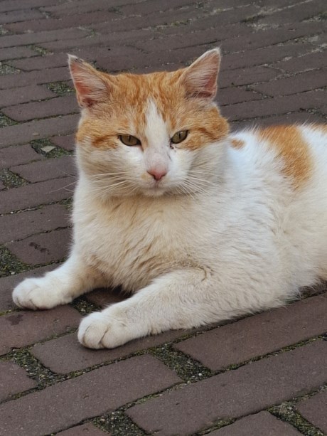 Kat Europese korthaar of huiskat