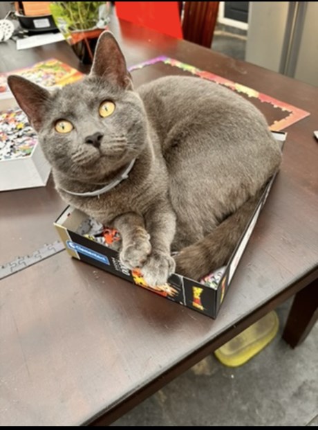 Kat Europese korthaar of huiskat