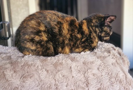 Kat Europese korthaar of huiskat