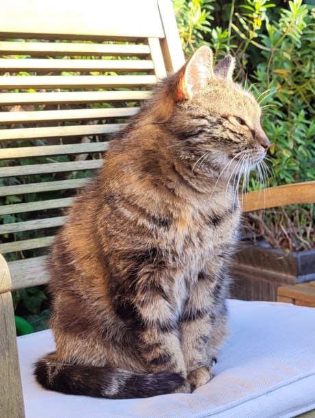 Kat Europese korthaar of huiskat