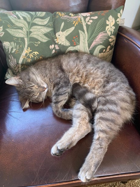 Kat Europese korthaar of huiskat