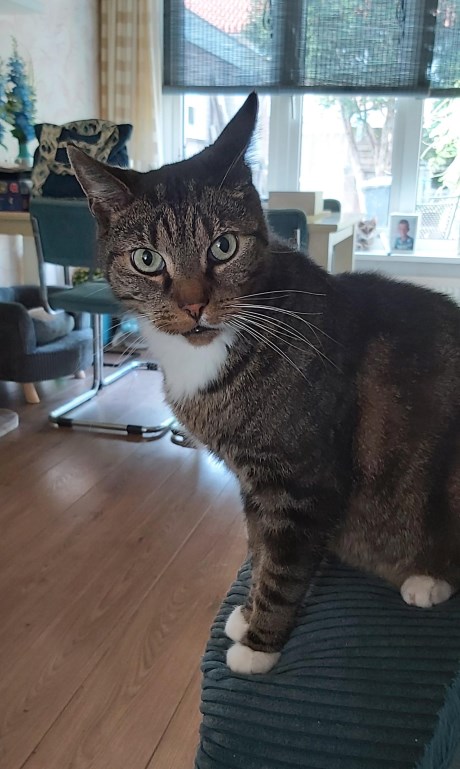 Kat Europese korthaar of huiskat