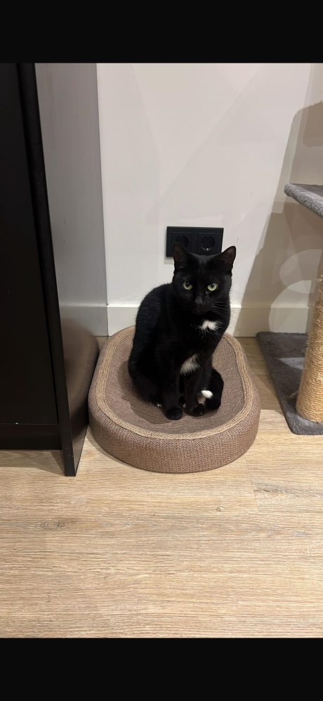 Kat Europese korthaar of huiskat